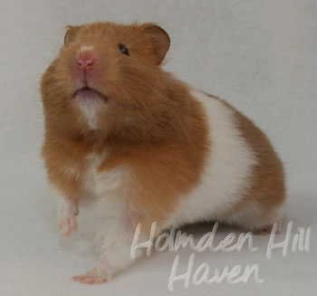 tortoiseshell syrian hamster