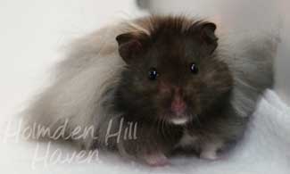 Love Monster- Black Longhaired Syrian Hamster