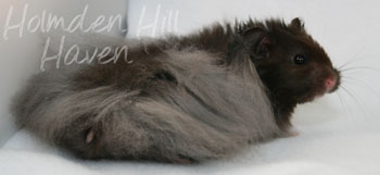 Love Monster- Black Longhaired Syrian Hamster