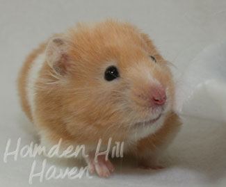Maisy- Red Eyed Cream Banded Longhaired Syrian Hamster