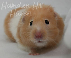 Maisy- Red Eyed Cream Banded Longhaired Syrian Hamster