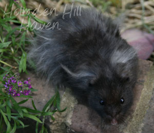 Holmden Hill Haven S Mcmurphy Black Longhaired Syrian Hamster