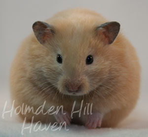 Pudding- Black Eyed Cream Longhaired Syrian Hamster