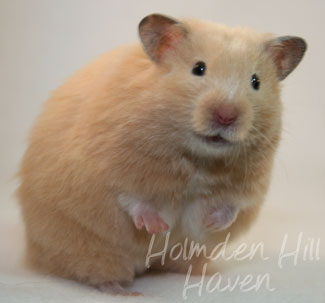 Pudding Hamster