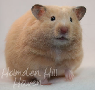 cream hamster