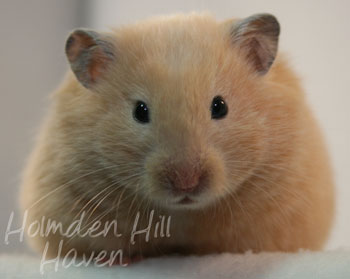 cream hamster