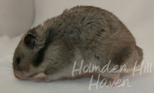 Rumi- Dark Grey Shorthaired Syrian Hamster