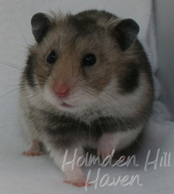 Rumi- Dark Grey Shorthaired Syrian Hamster