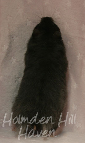 Sissy- Black Longhaired Syrian Hamster