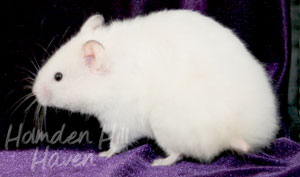 Starry Eyed Surprise- Black Eyed Cream Dominant Spot Longhaired Syrian Hamster