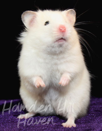 Starry Eyed Surprise- Black Eyed Cream Dominant Spot Longhaired Syrian Hamster