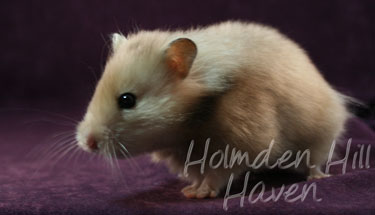Suni- Heterozygous Silver Beige Tortoiseshell Umbrous Longhaired Syrian Hamster