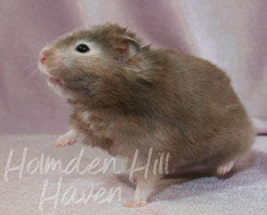 Sylvia- Heterozygous Silver Sable Longhaired Syrian Hamster
