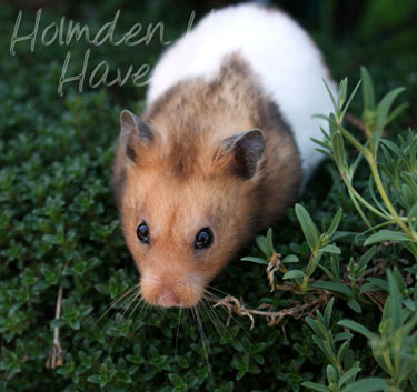 Triad- Yellow Black Banded Shorthaired Syrian Hamster