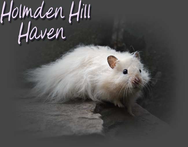Holmden Hill Haven- Click to Enter