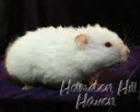 Pillsbury Male Het SG Blonde Rex LH,HLx Syrian Hamster (Breeder)